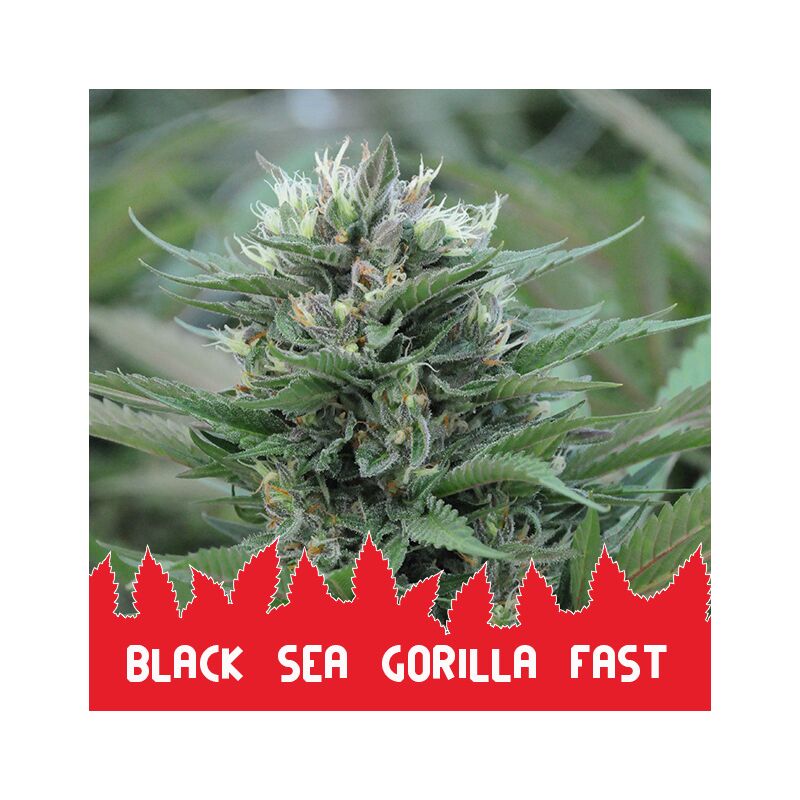 Black Sea Gorilla Fast, Фасовка: 10